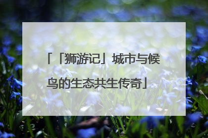 「狮游记」城市与候鸟的生态共生传奇