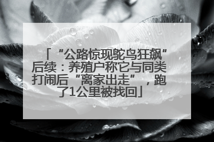 “公路惊现鸵鸟狂飙”后续：养殖户称它与同类打闹后“离家出走”，跑了1公里被找回