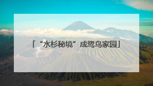 “水杉秘境”成鹭鸟家园