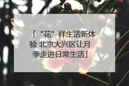 “花”样生活新体验 北京大兴区让月季走进日常生活