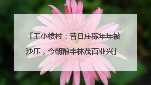 王小楼村：昔日庄稼年年被沙压，今朝粮丰林茂百业兴