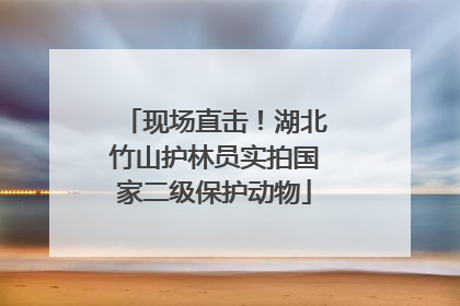 现场直击！湖北竹山护林员实拍国家二级保护动物