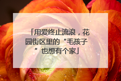 用爱终止流浪，花园街区里的“毛孩子”也想有个家