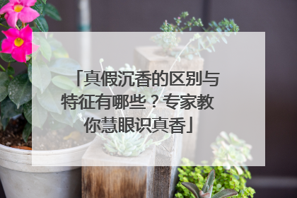 真假沉香的区别与特征有哪些？专家教你慧眼识真香