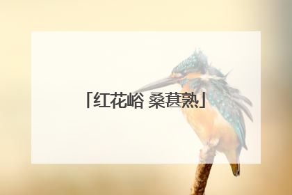 红花峪 桑葚熟
