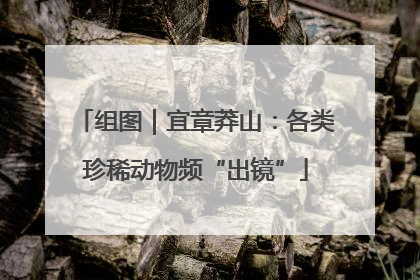 组图｜宜章莽山：各类珍稀动物频“出镜”