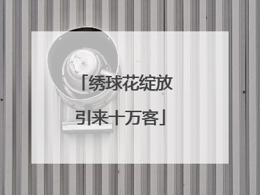 绣球花绽放 引来十万客