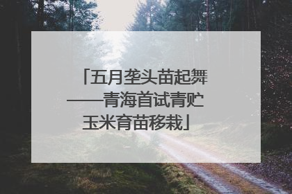 五月垄头苗起舞——青海首试青贮玉米育苗移栽