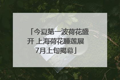 今夏第一波荷花盛开 上海荷花睡莲展7月上旬揭幕