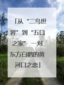从“二鸟世界”到“五口之家” 一对东方白鹳的黄河口之恋