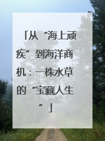 从“海上顽疾”到海洋商机：一株水草的“宝藏人生”
