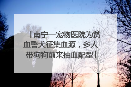 南宁一宠物医院为贫血警犬征集血源，多人带狗狗前来抽血配型
