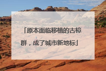 原本面临移植的古樟群，成了城市新地标