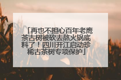 再也不担心百年老鹰茶古树被砍去熬火锅底料了！四川开江启动珍稀古茶树专项保护
