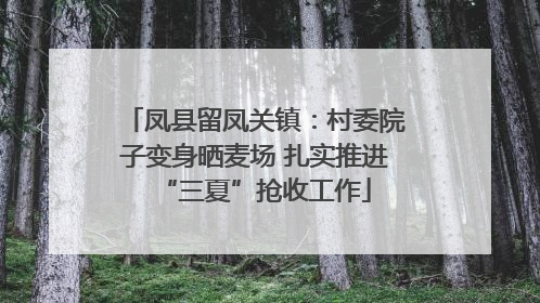凤县留凤关镇：村委院子变身晒麦场 扎实推进“三夏”抢收工作
