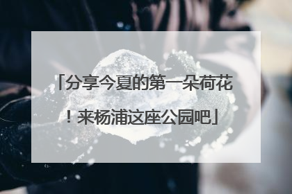 分享今夏的第一朵荷花！来杨浦这座公园吧