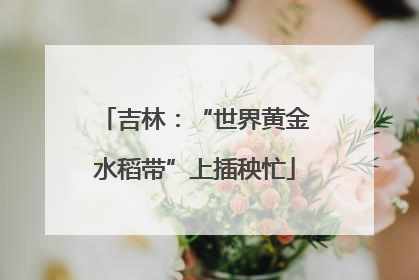 吉林：“世界黄金水稻带”上插秧忙