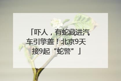 吓人，有蛇藏进汽车引擎盖！北京9天接9起“蛇警”