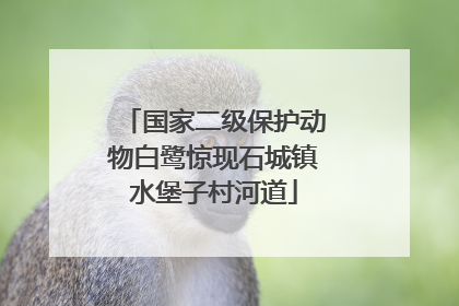 国家二级保护动物白鹭惊现石城镇水堡子村河道