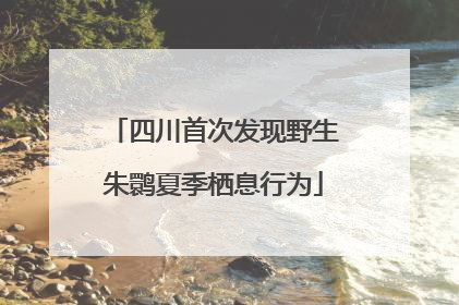 四川首次发现野生朱鹮夏季栖息行为