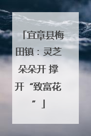 宜章县梅田镇：灵芝朵朵开 撑开“致富花”