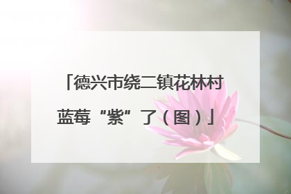 德兴市绕二镇花林村蓝莓“紫”了（图）