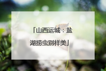 山西运城：盐湖捞虫别样美