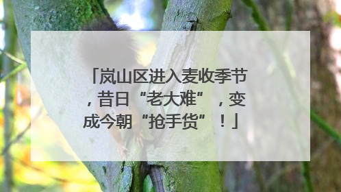 岚山区进入麦收季节，昔日“老大难”，变成今朝“抢手货”！