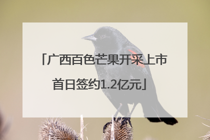 广西百色芒果开采上市 首日签约1.2亿元