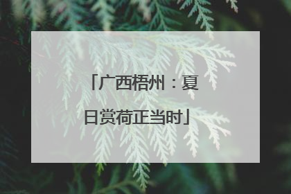 广西梧州：夏日赏荷正当时