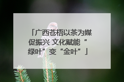 广西苍梧以茶为媒促振兴 文化赋能“绿叶”变“金叶”