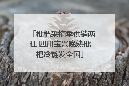 枇杷采摘季供销两旺 四川宝兴晚熟枇杷冷链发全国