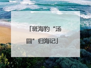 斑海豹“汤圆”归海记