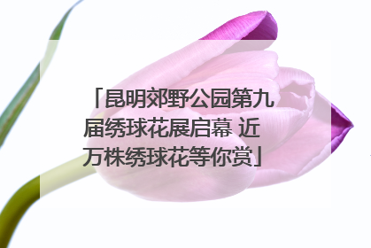 昆明郊野公园第九届绣球花展启幕 近万株绣球花等你赏