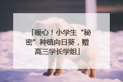 暖心！小学生“秘密”种植向日葵，赠高三学长学姐