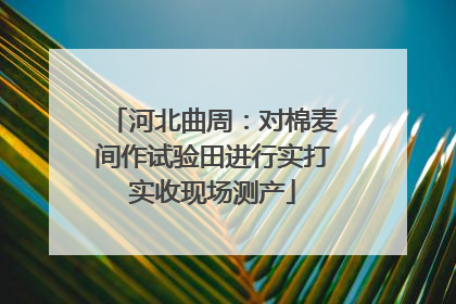河北曲周：对棉麦间作试验田进行实打实收现场测产