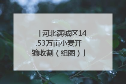 河北满城区14.53万亩小麦开镰收割（组图）