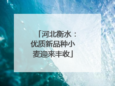 河北衡水：优质新品种小麦迎来丰收