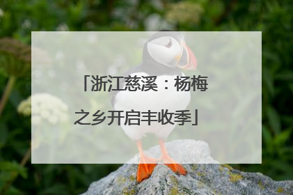 浙江慈溪：杨梅之乡开启丰收季