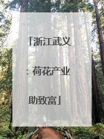浙江武义：荷花产业助致富