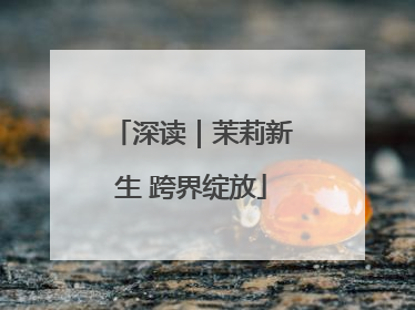 深读｜茉莉新生 跨界绽放