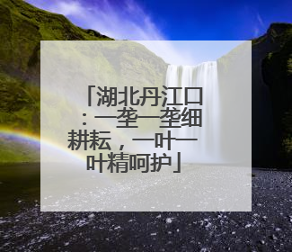 湖北丹江口：一垄一垄细耕耘，一叶一叶精呵护