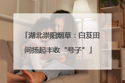 湖北崇阳烟草：白芨田间扬起丰收“号子”