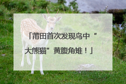 莆田首次发现鸟中“大熊猫”黄腹角雉！