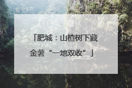 肥城：山楂树下藏金薯“一地双收”