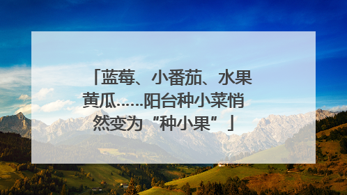 蓝莓、小番茄、水果黄瓜……阳台种小菜悄然变为“种小果”