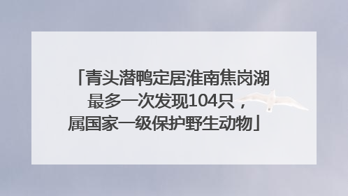 青头潜鸭定居淮南焦岗湖 最多一次发现104只，属国家一级保护野生动物