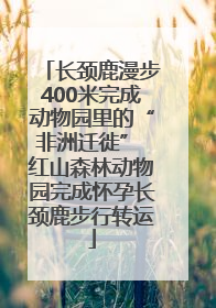 长颈鹿漫步400米完成动物园里的“非洲迁徙” 红山森林动物园完成怀孕长颈鹿步行转运