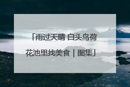 雨过天晴 白头鸟荷花池里找美食｜图集