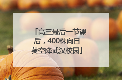 高三最后一节课后，400株向日葵空降武汉校园
